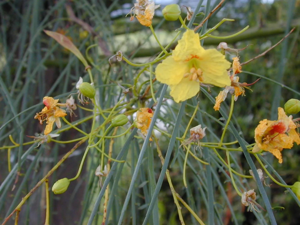 Desert Museum Palo Verde (Parkinsonia hybrid)