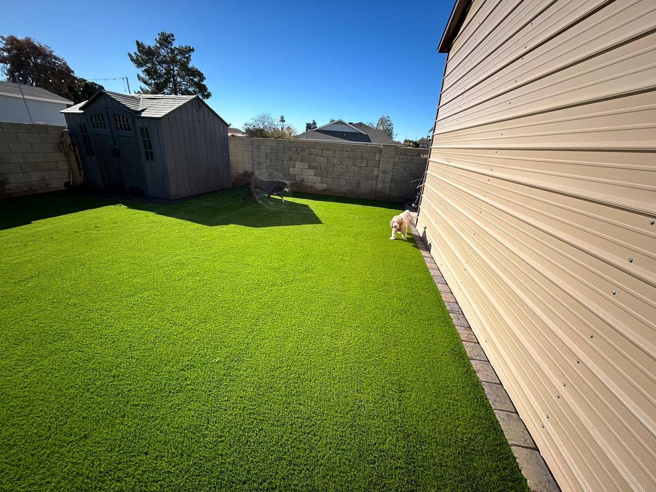 Artificial turf dog yard with paver edging running beside a detached storage building