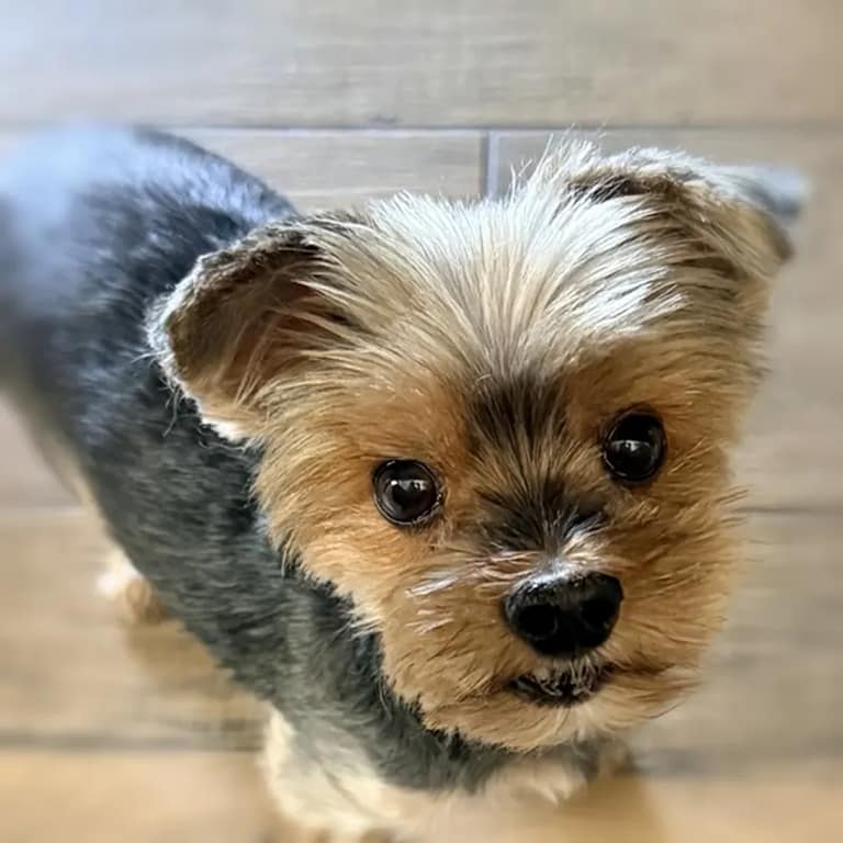 Stella Bell — Director of Morale & Cuteness, AE Outdoor Living
