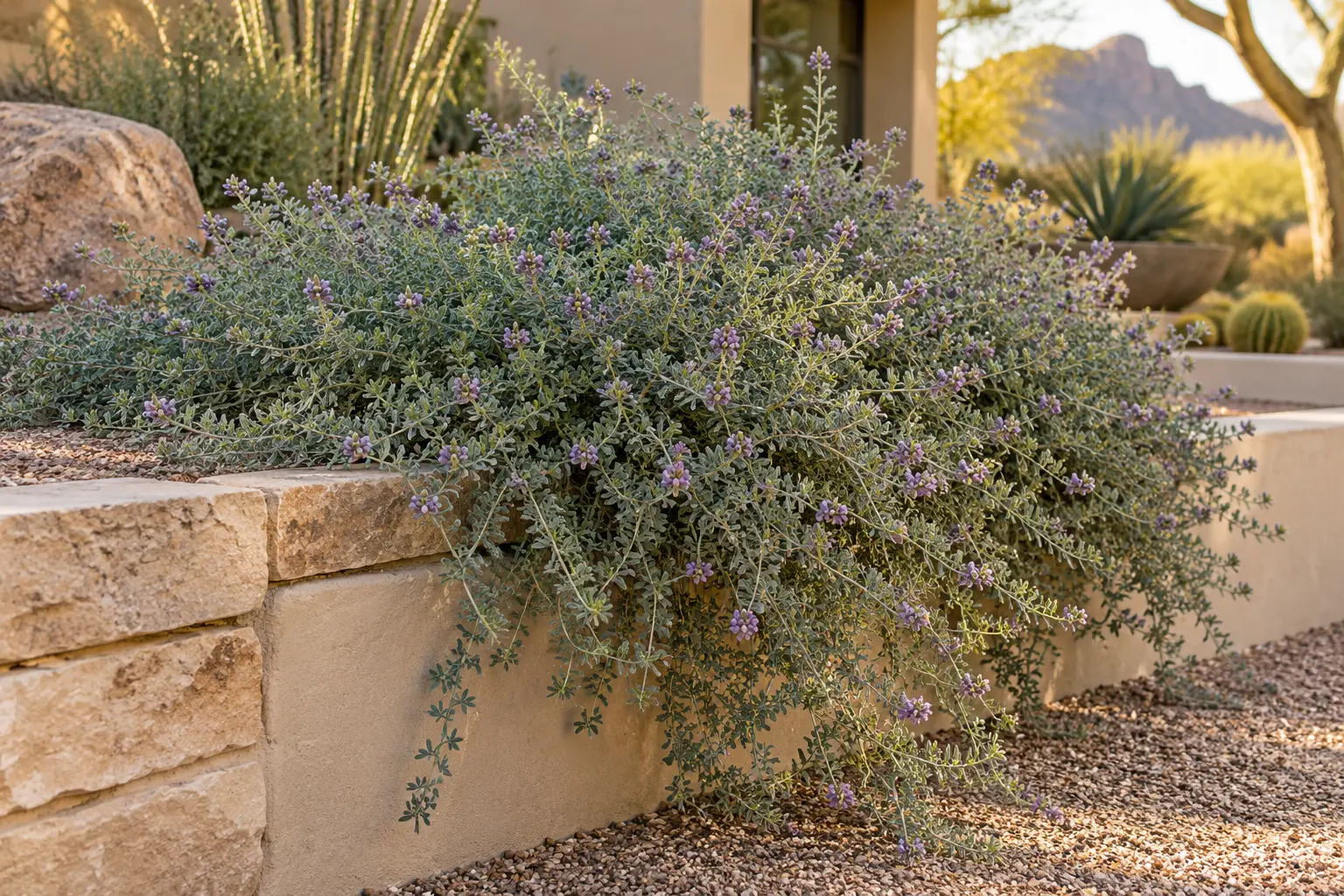AE Outdoor Living AI-assisted landscape visualization of trailing indigo bush spilling over a Phoenix retaining wall in a desert planting concept; not documentary botanical evidence or a completed client project.