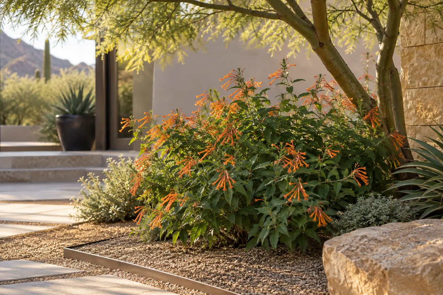 AE Outdoor Living AI-assisted landscape visualization of Mexican Honeysuckle in a Phoenix courtyard; design visualization, not documentary botanical evidence or a completed client project.