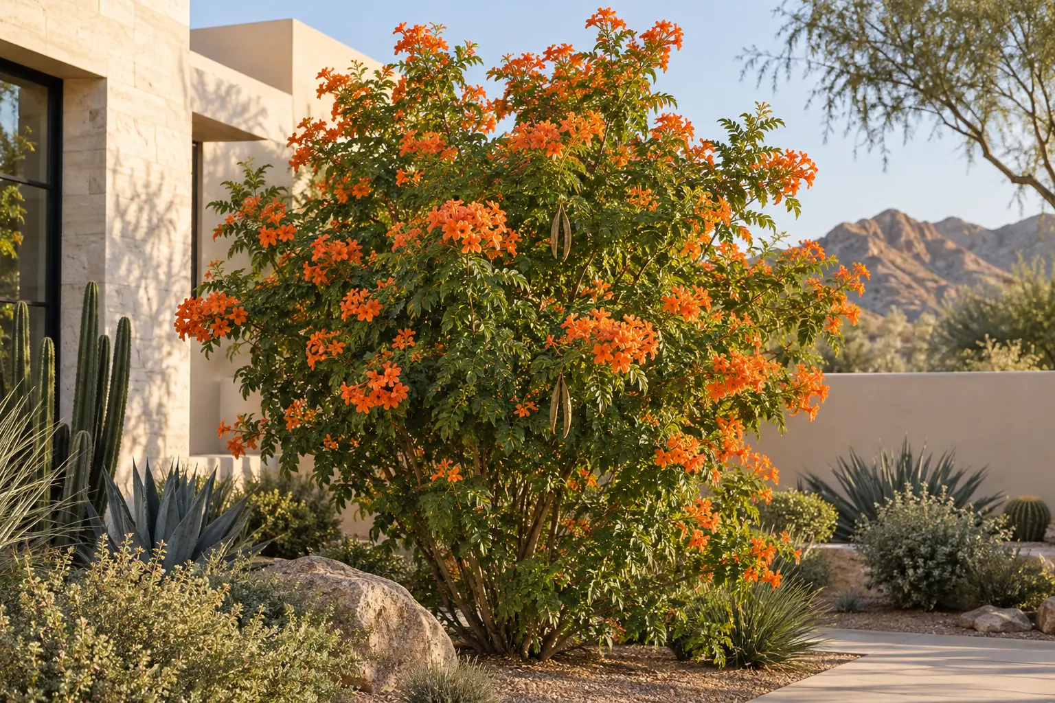 AE Outdoor Living AI-assisted landscape visualization: Orange Jubilee in a Phoenix courtyard design concept.