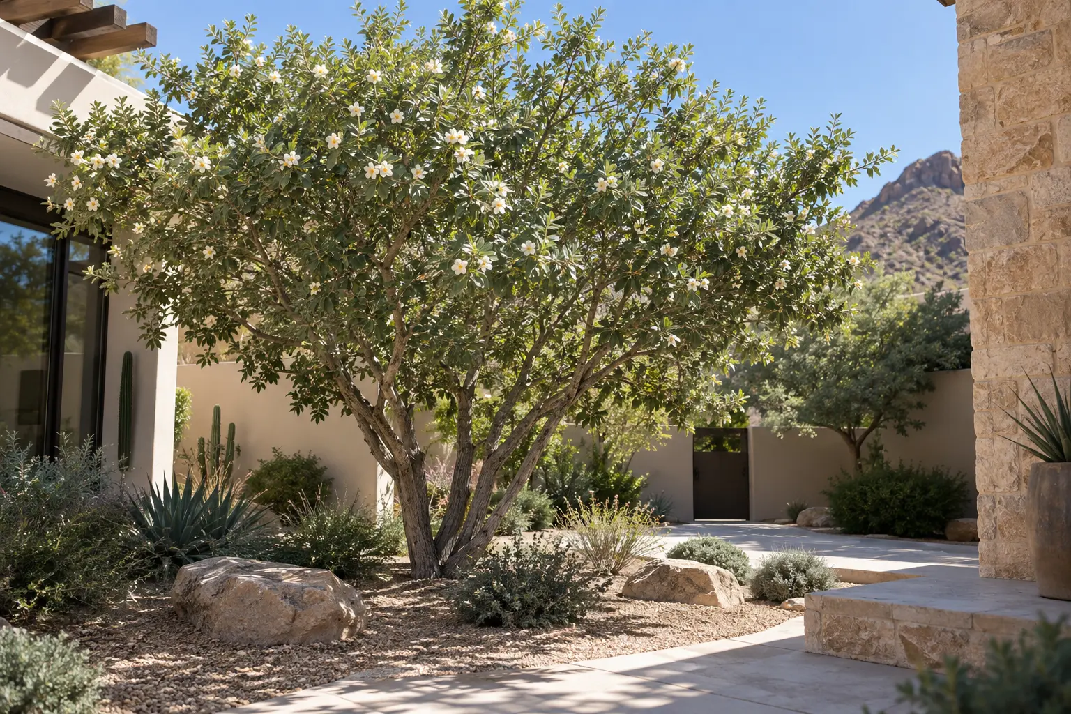 AE Outdoor Living AI-assisted landscape visualization of a Texas Olive in a Phoenix courtyard; design inspiration, not documentary botanical evidence or a completed client project.